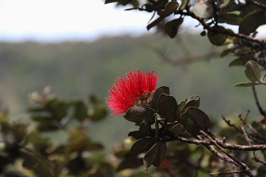 Side view close up of a red Ohia Lehua tree blossom